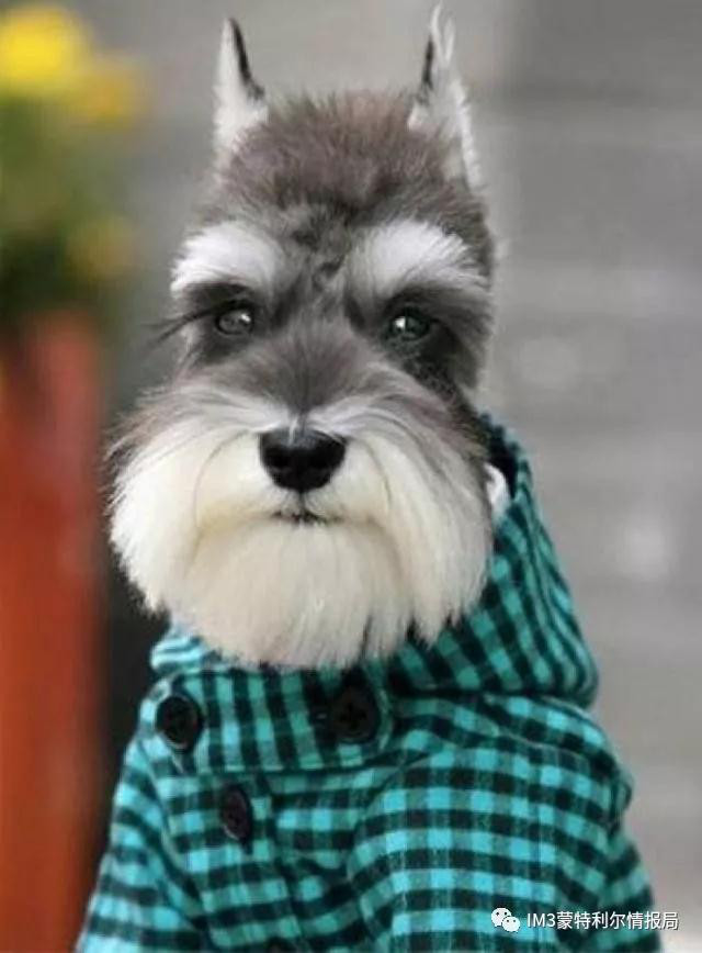 狗狗币我家狗狗移民记——加拿大机场的一次奇遇