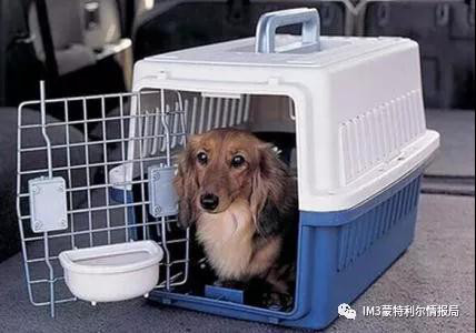 狗狗币我家狗狗移民记——加拿大机场的一次奇遇