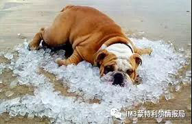 狗狗币我家狗狗移民记——加拿大机场的一次奇遇