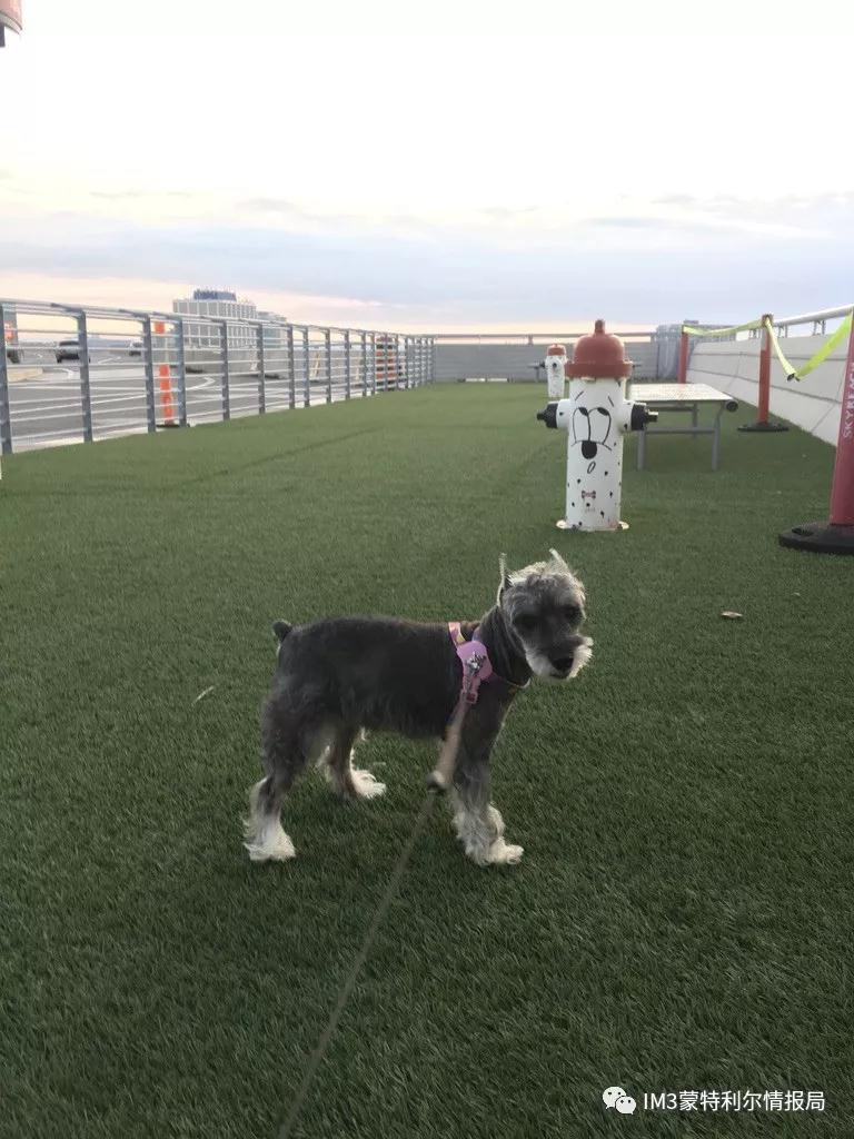 狗狗币我家狗狗移民记——加拿大机场的一次奇遇